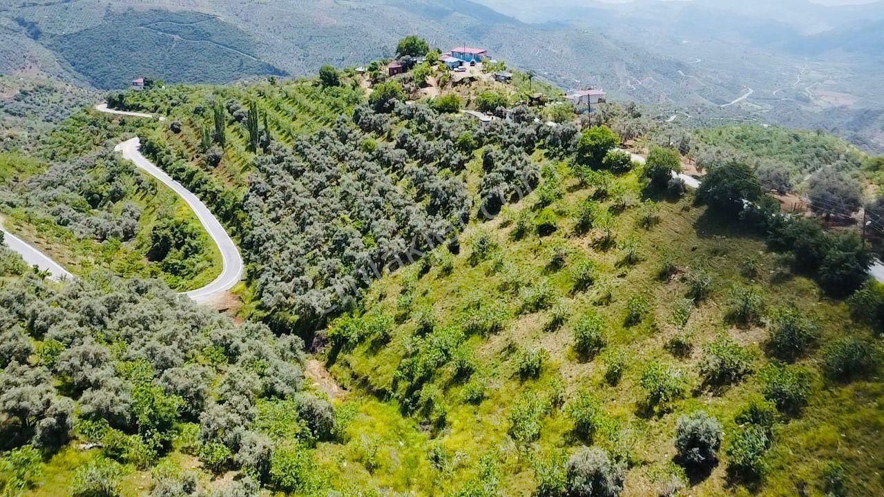 Tire'nin En Büyük İncir Ve Zeytin Bahçesi Satılık'tır - Görsel 11