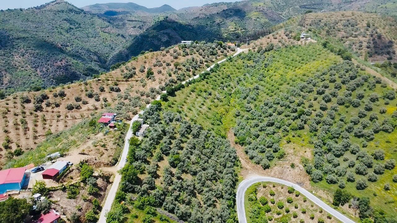 Tire'nin En Büyük İncir Ve Zeytin Bahçesi Satılık'tır - Görsel 8