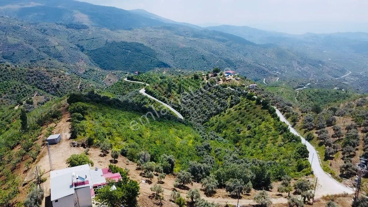 Tire'nin En Büyük İncir Ve Zeytin Bahçesi Satılık'tır - Görsel 9