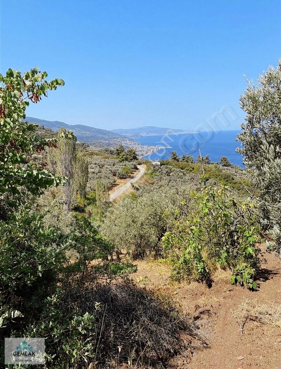 Gemlaktan Kurşunlu Da Arazi Zeytinlik - Görsel 3