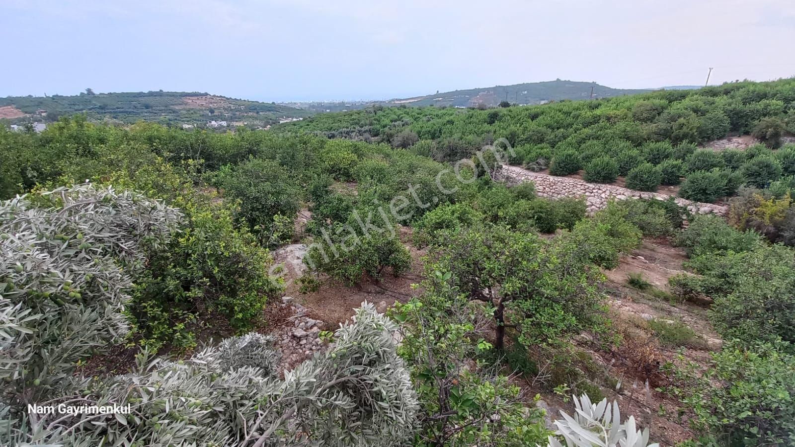 Mersin Erdemli Çiftepınar Mah Satılık Limon Bahçesi - Görsel 4