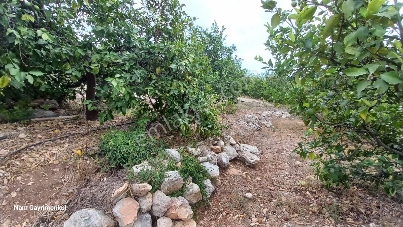 Mersin Erdemli Çiftepınar Mah Satılık Limon Bahçesi - Görsel 3