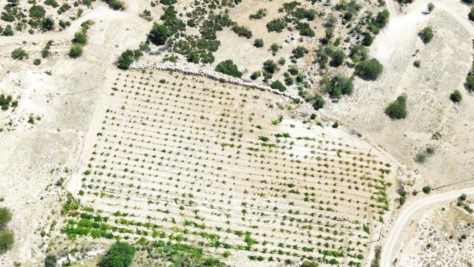 Mut Çömelek Köyü Üzüm Bağı Ve Tarla - Görsel 6