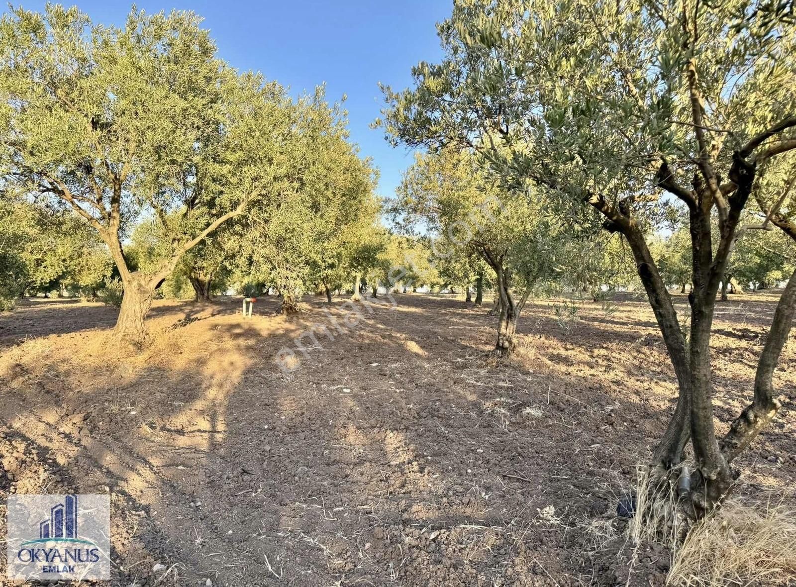 Halıtlı Da 4.500 M2 Zeytinlik, 110 Adet Ağaç, Asfalta Yakın - Görsel 4