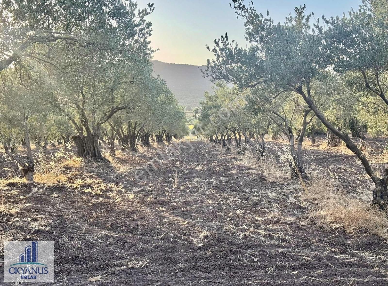 Halıtlı Da 4.500 M2 Zeytinlik, 110 Adet Ağaç, Asfalta Yakın - Görsel 5