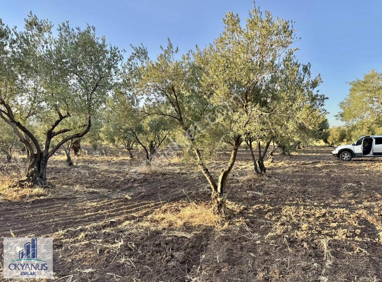 Halıtlı Da 4.500 M2 Zeytinlik, 110 Adet Ağaç, Asfalta Yakın - Görsel 2