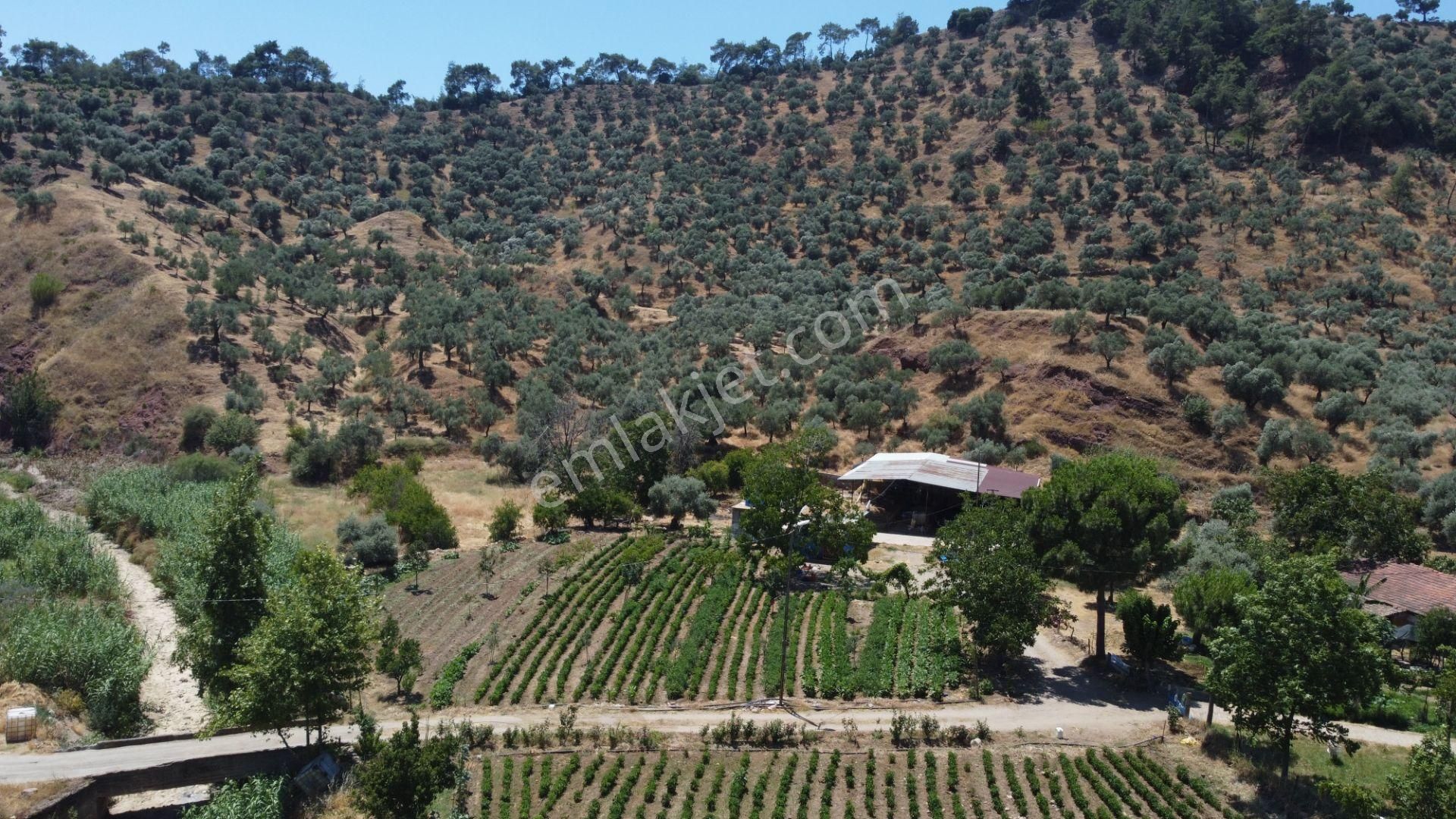 ✅✅ Aydın Köşkte 26.330 M2 Satılık Zeytinlik ✅✅ - Görsel 11