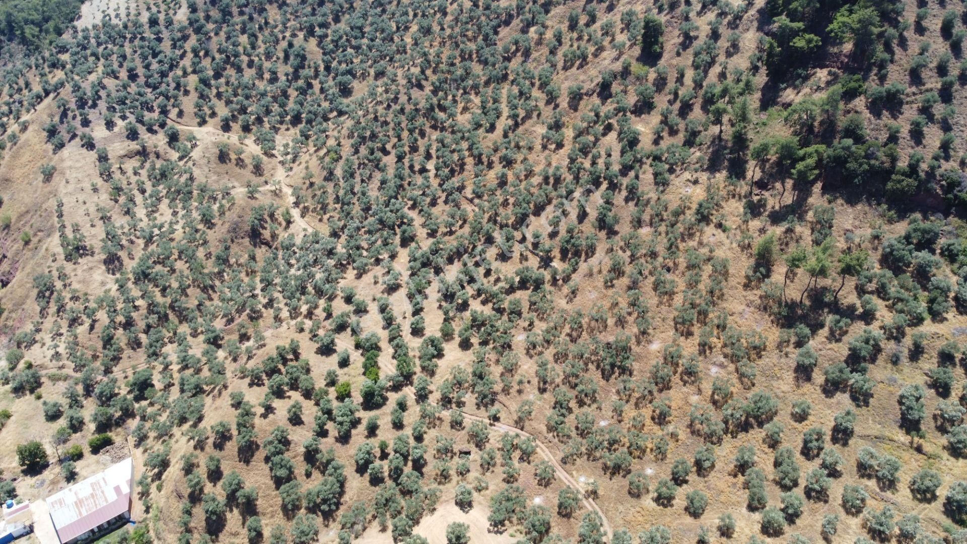 ✅✅ Aydın Köşkte 26.330 M2 Satılık Zeytinlik ✅✅ - Görsel 2