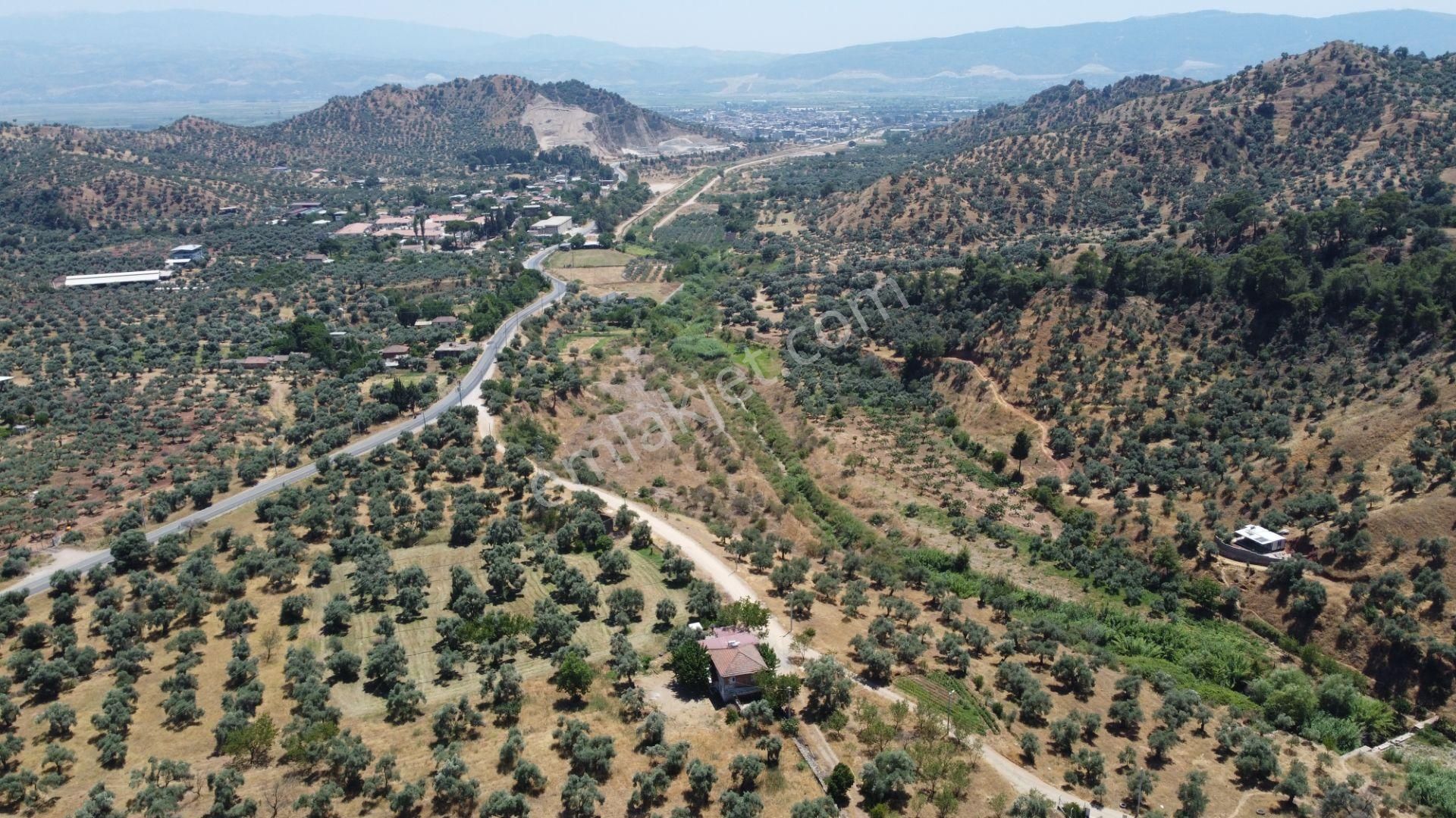 ✅✅ Aydın Köşkte 26.330 M2 Satılık Zeytinlik ✅✅ - Görsel 6