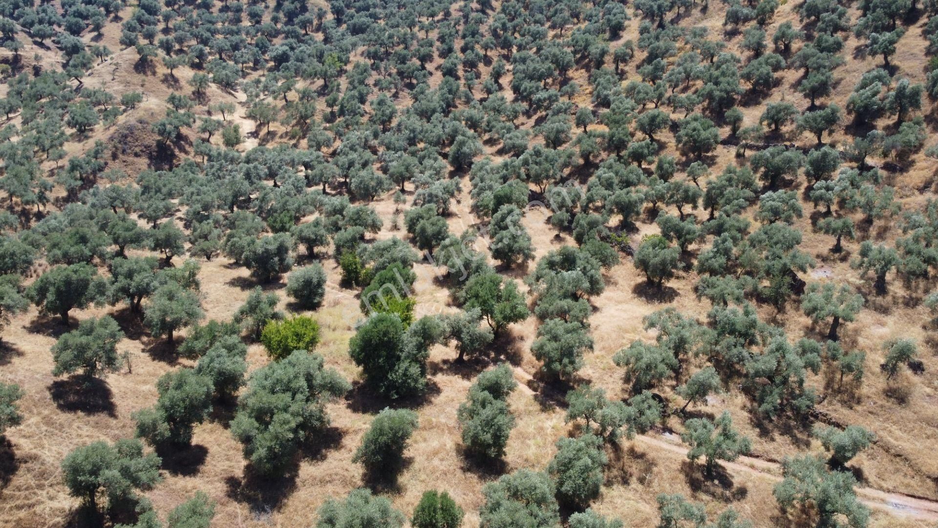 ✅✅ Aydın Köşkte 26.330 M2 Satılık Zeytinlik ✅✅ - Görsel 7