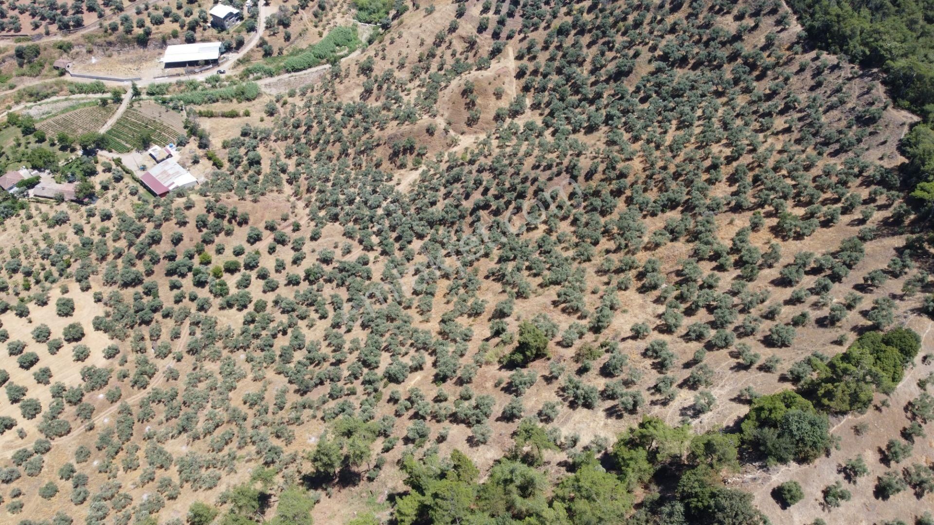 ✅✅ Aydın Köşkte 26.330 M2 Satılık Zeytinlik ✅✅ - Görsel 4