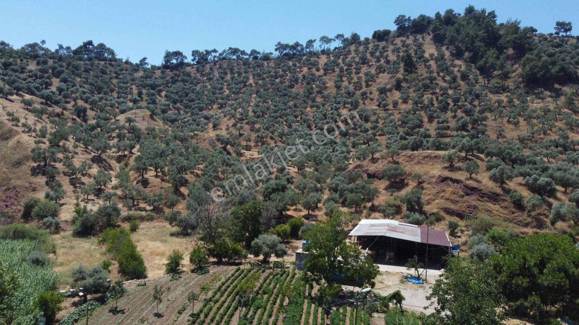 ✅✅ Aydın Köşkte 26.330 M2 Satılık Zeytinlik ✅✅ - Görsel 12