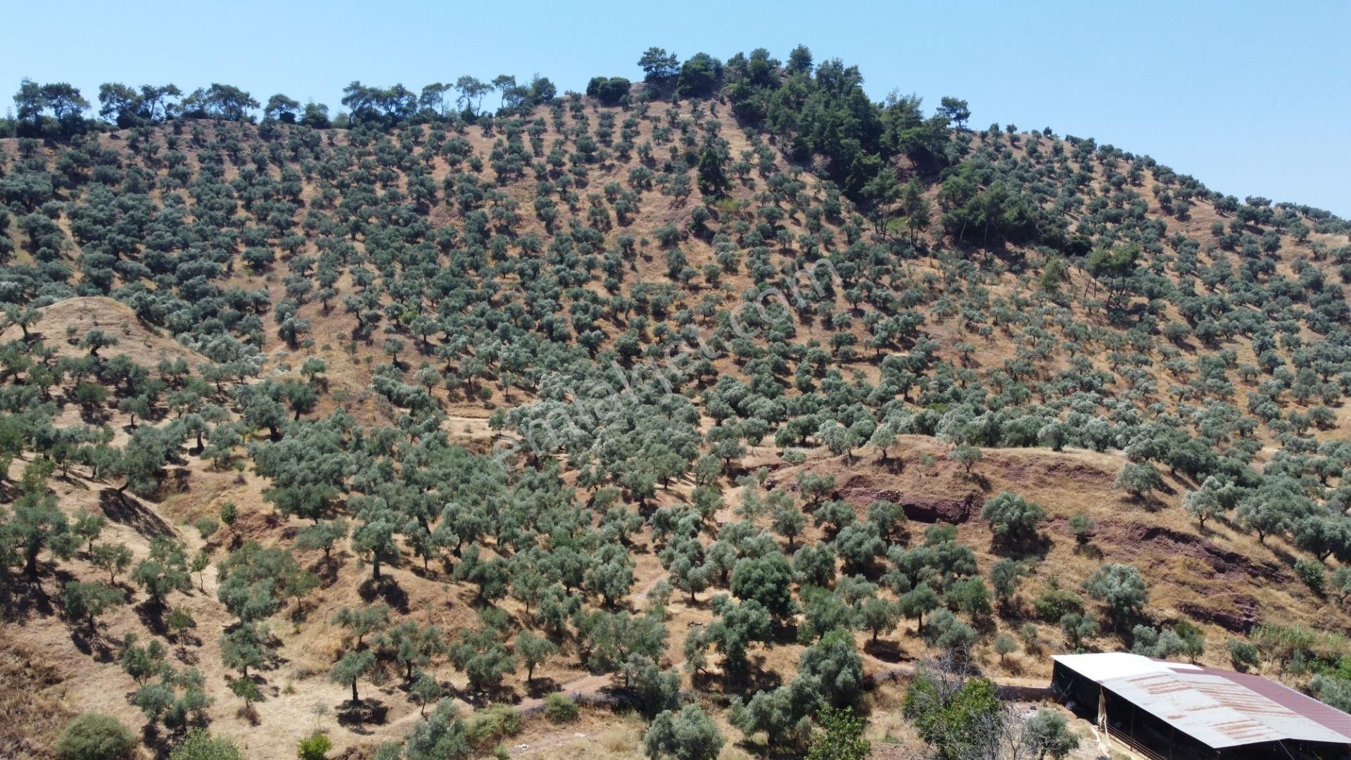 ✅✅ Aydın Köşkte 26.330 M2 Satılık Zeytinlik ✅✅ - Görsel 15