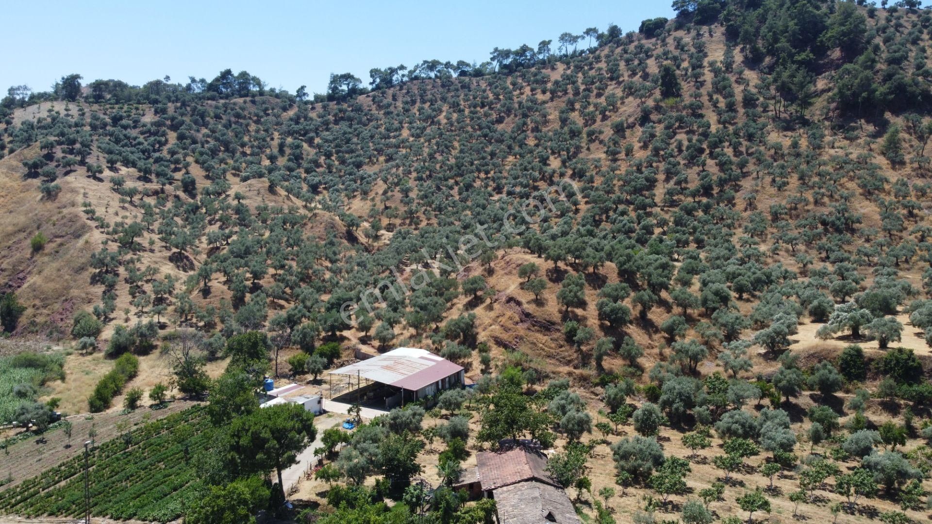 ✅✅ Aydın Köşkte 26.330 M2 Satılık Zeytinlik ✅✅ - Görsel 10