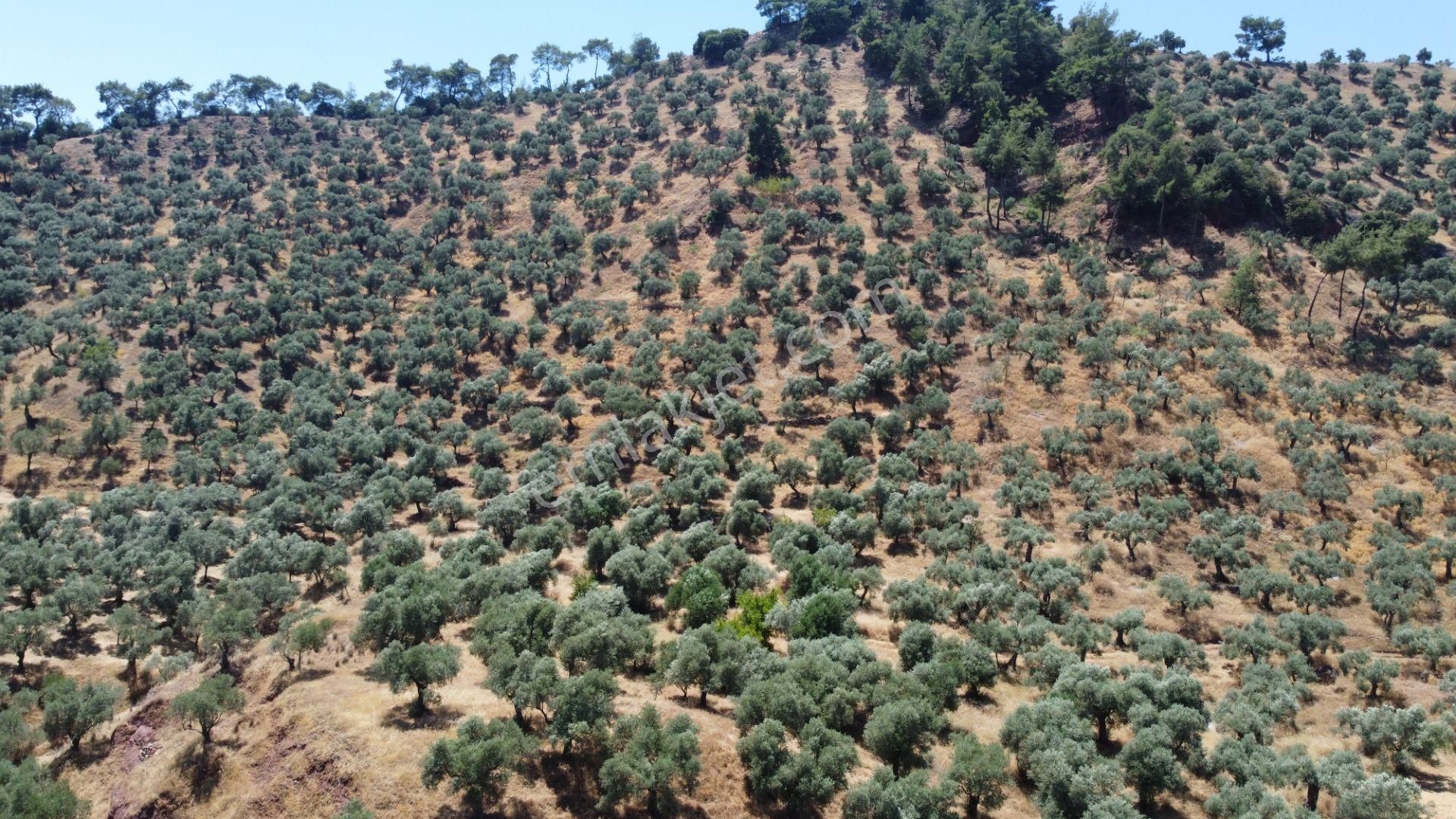 ✅✅ Aydın Köşkte 26.330 M2 Satılık Zeytinlik ✅✅ - Görsel 9