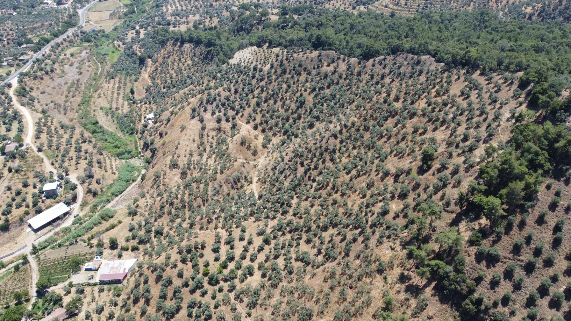 ✅✅ Aydın Köşkte 26.330 M2 Satılık Zeytinlik ✅✅ - Görsel 3