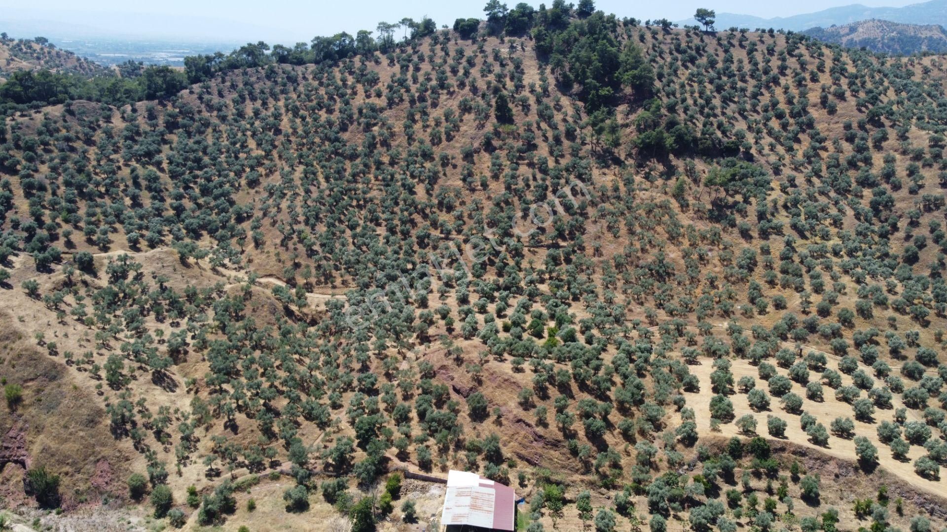 ✅✅ Aydın Köşkte 26.330 M2 Satılık Zeytinlik ✅✅ - Görsel 5