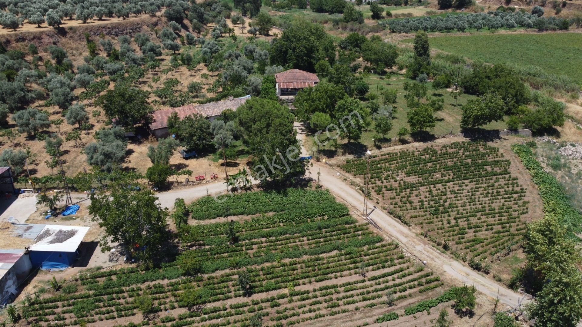 ✅✅ Aydın Köşkte 26.330 M2 Satılık Zeytinlik ✅✅ - Görsel 14