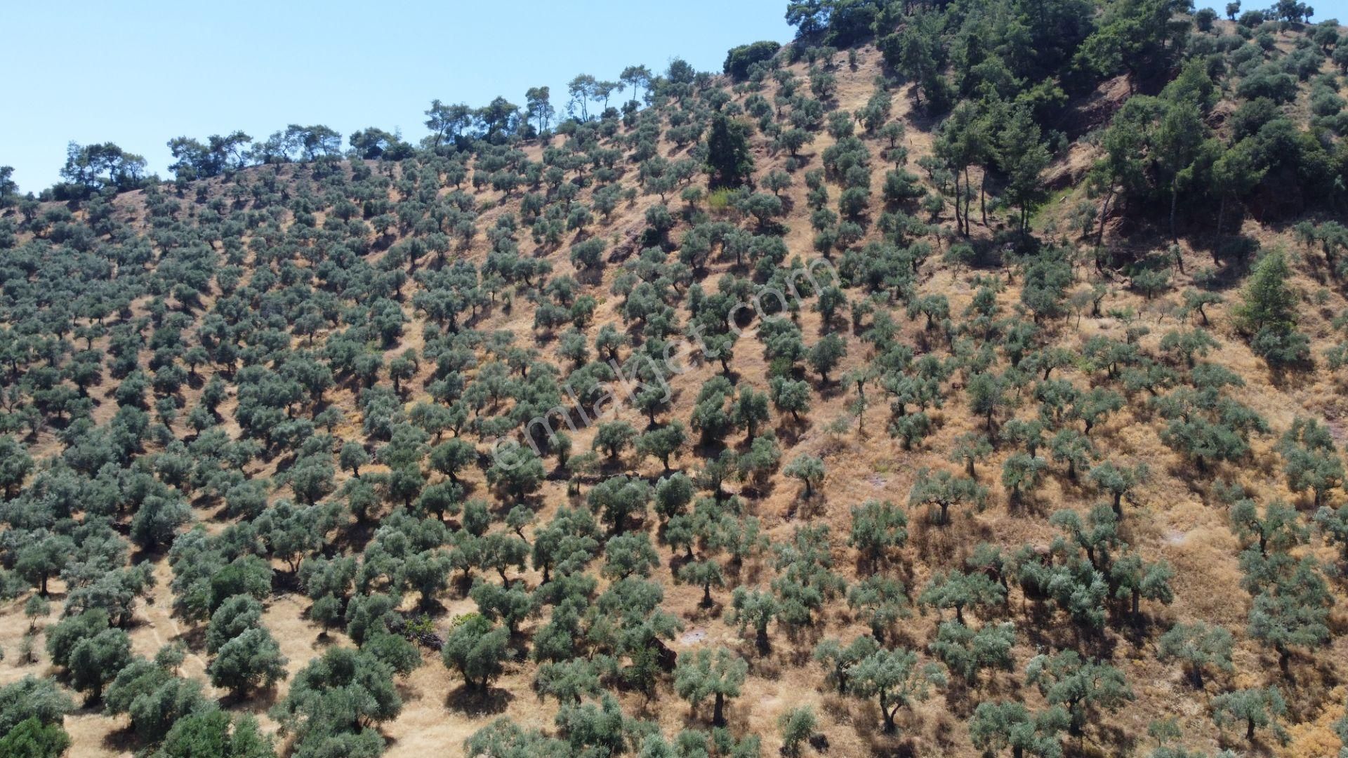 ✅✅ Aydın Köşkte 26.330 M2 Satılık Zeytinlik ✅✅ - Görsel 8