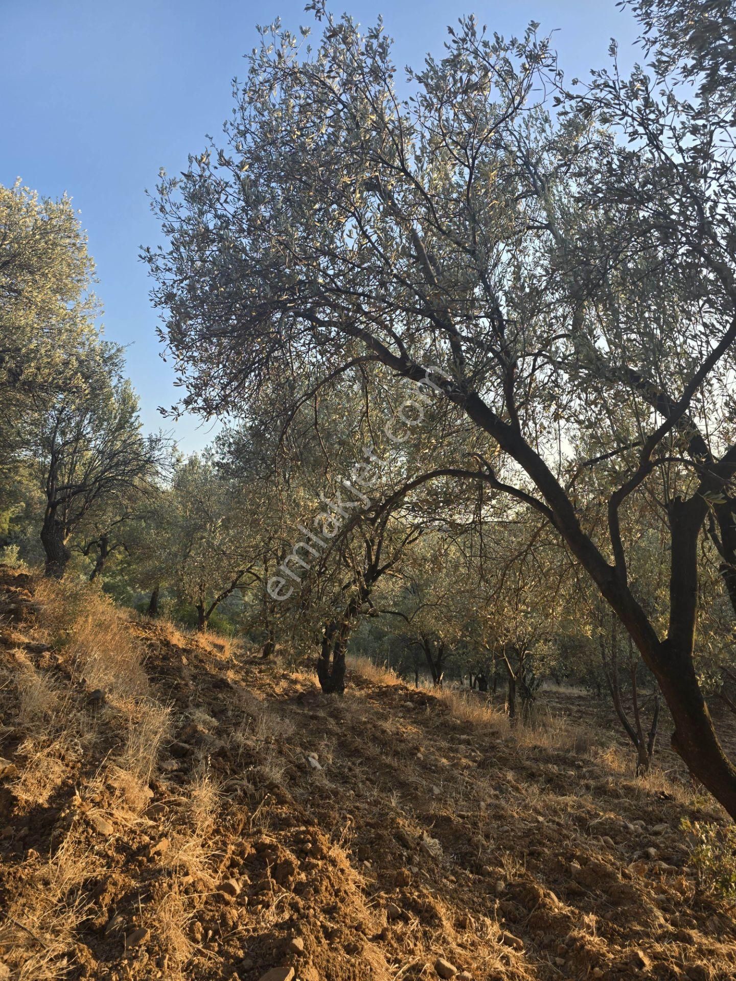 Gömeç Hacıoğlu'nda Satılık, Yolu Olan, 3250 M² Zeytinlik - Görsel 4