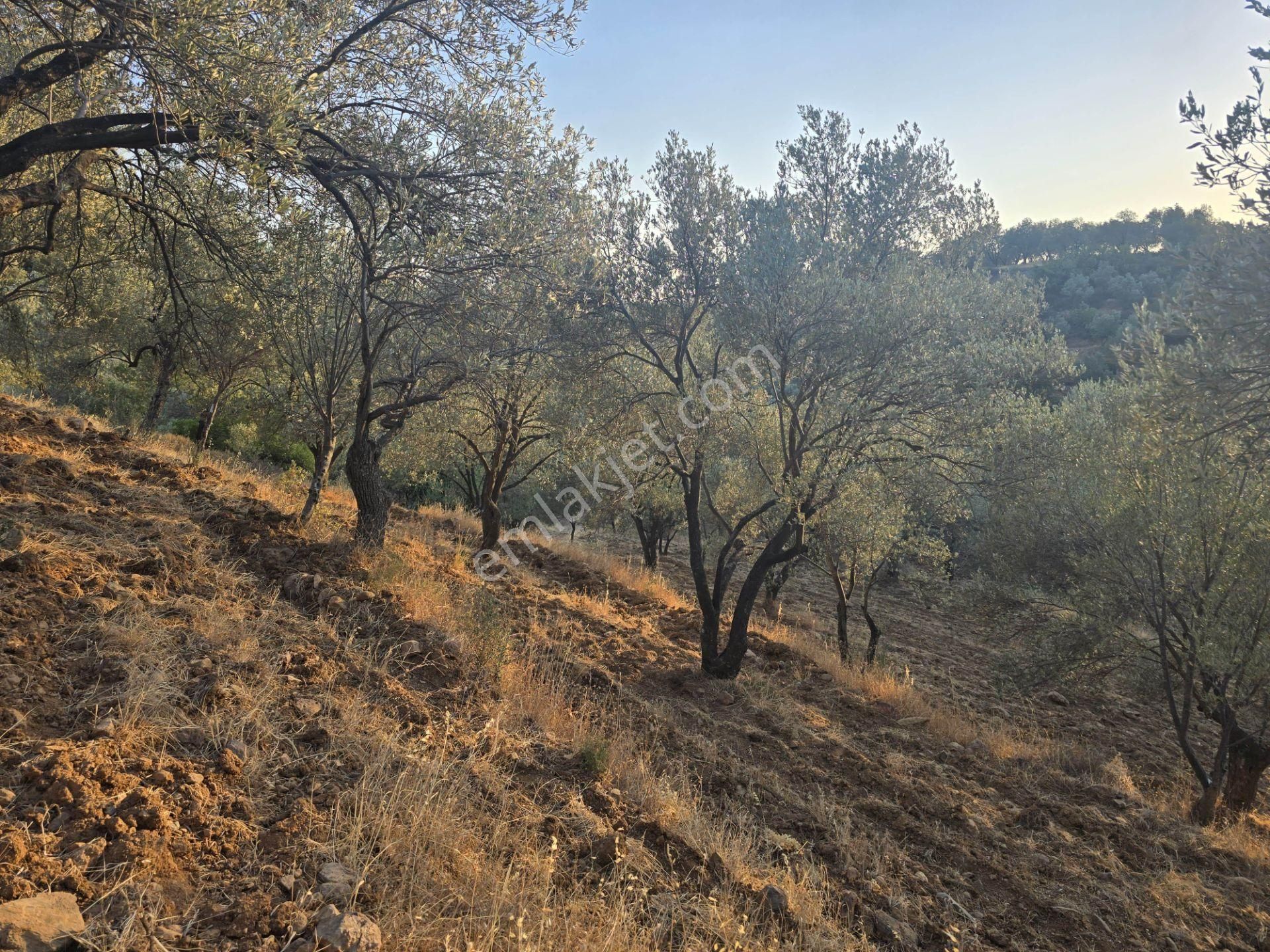 Gömeç Hacıoğlu'nda Satılık, Yolu Olan, 3250 M² Zeytinlik - Görsel 5