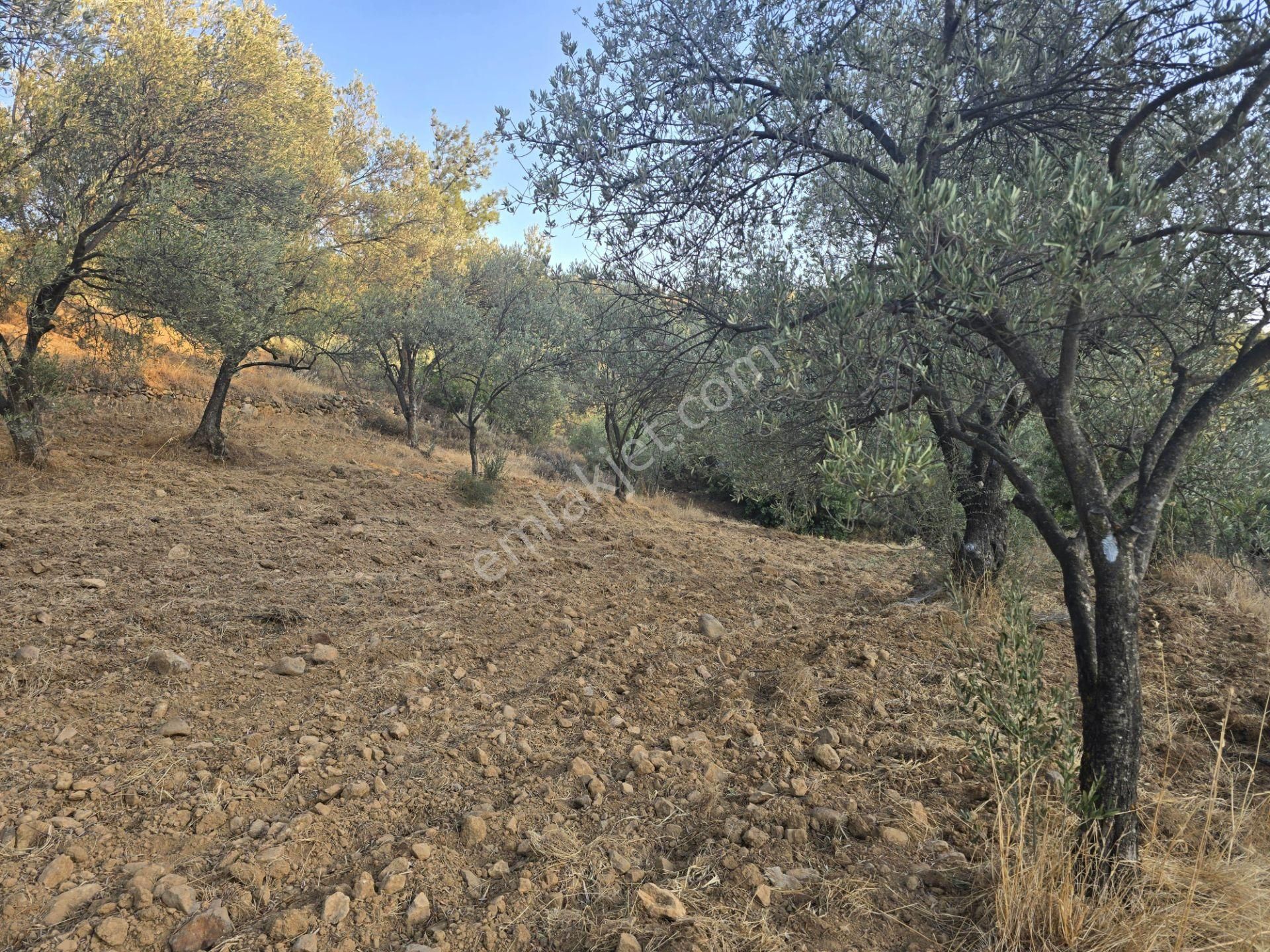 Gömeç Hacıoğlu'nda Satılık, Yolu Olan, 3250 M² Zeytinlik