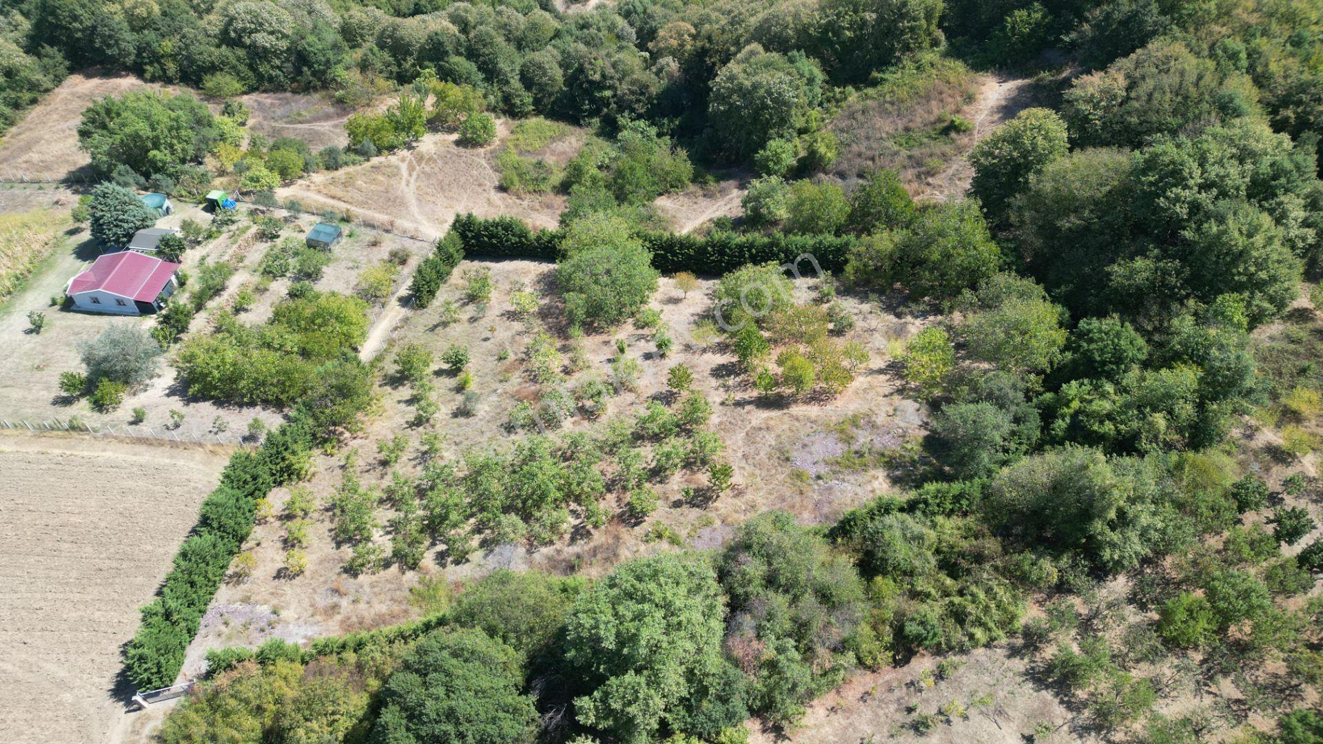 Yalova Çiftlikköy Gacık 5340 M² Merkeze Yakın Satılık Tarla - Görsel 3