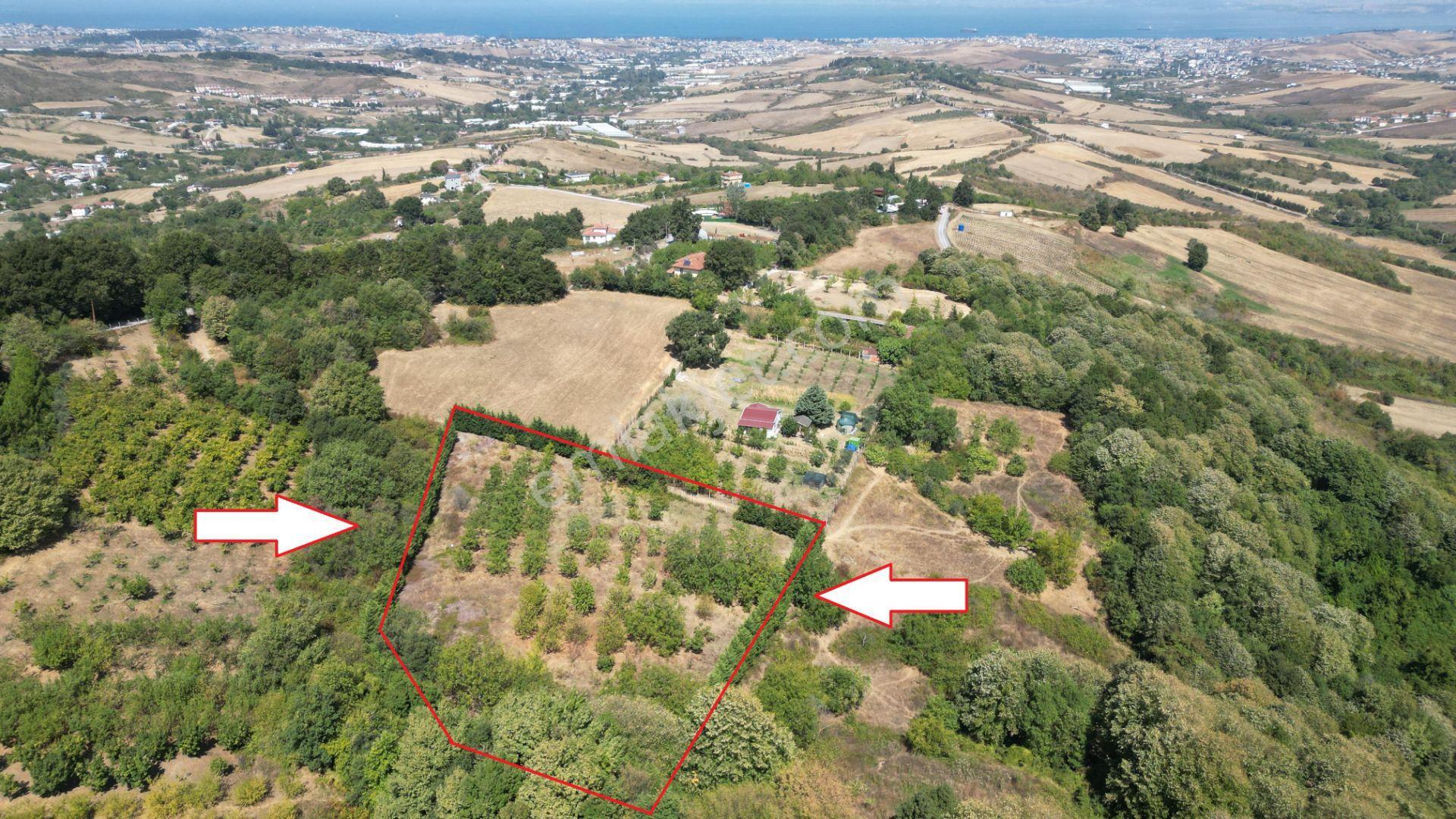 Yalova Çiftlikköy Gacık 5340 M² Merkeze Yakın Satılık Tarla