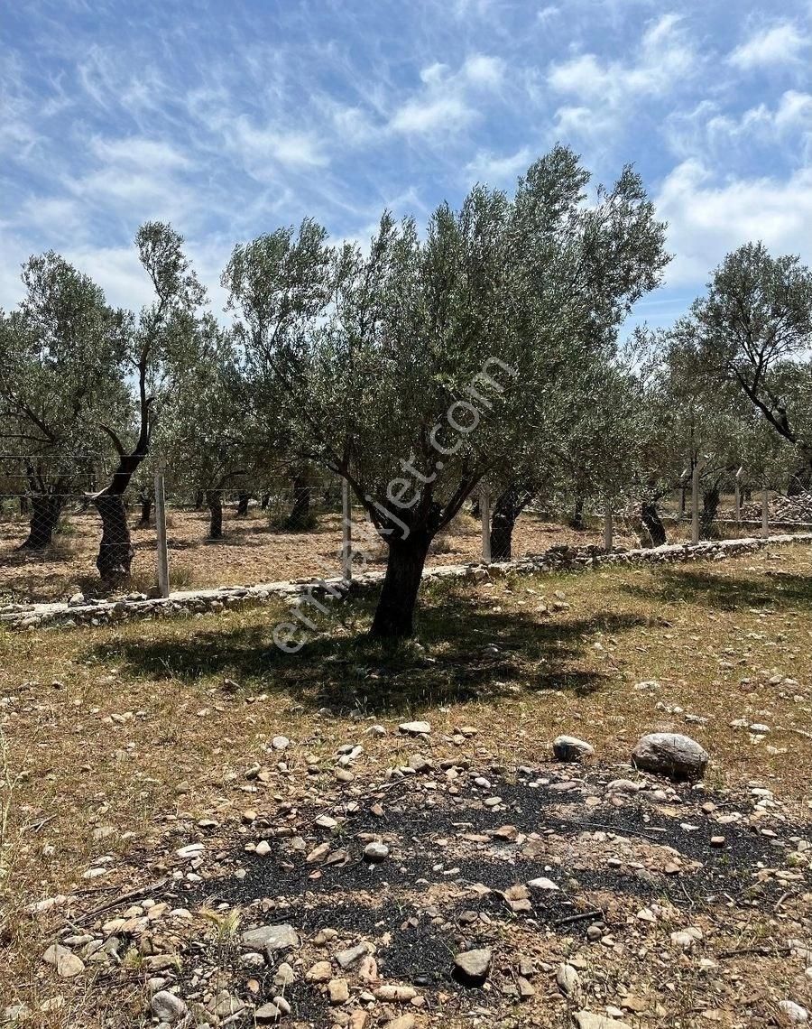 Edremit Zeytinlide İmara Yakın 50 Ağaçlı Yatırımlık 2.186 M2 Zeytinlik - Görsel 16