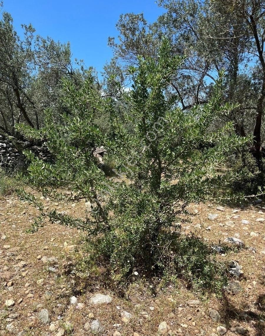 Edremit Zeytinlide İmara Yakın 50 Ağaçlı Yatırımlık 2.186 M2 Zeytinlik - Görsel 11