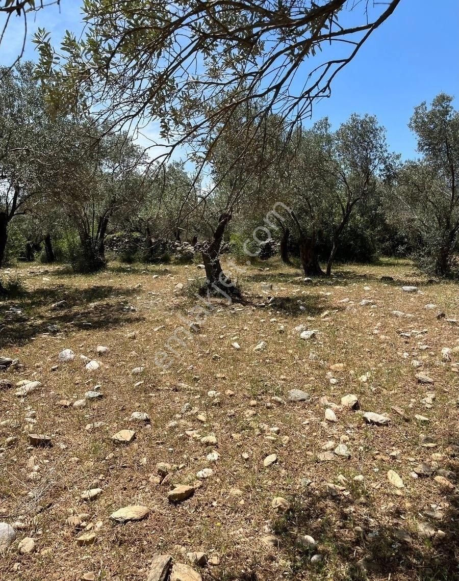Edremit Zeytinlide İmara Yakın 50 Ağaçlı Yatırımlık 2.186 M2 Zeytinlik - Görsel 22