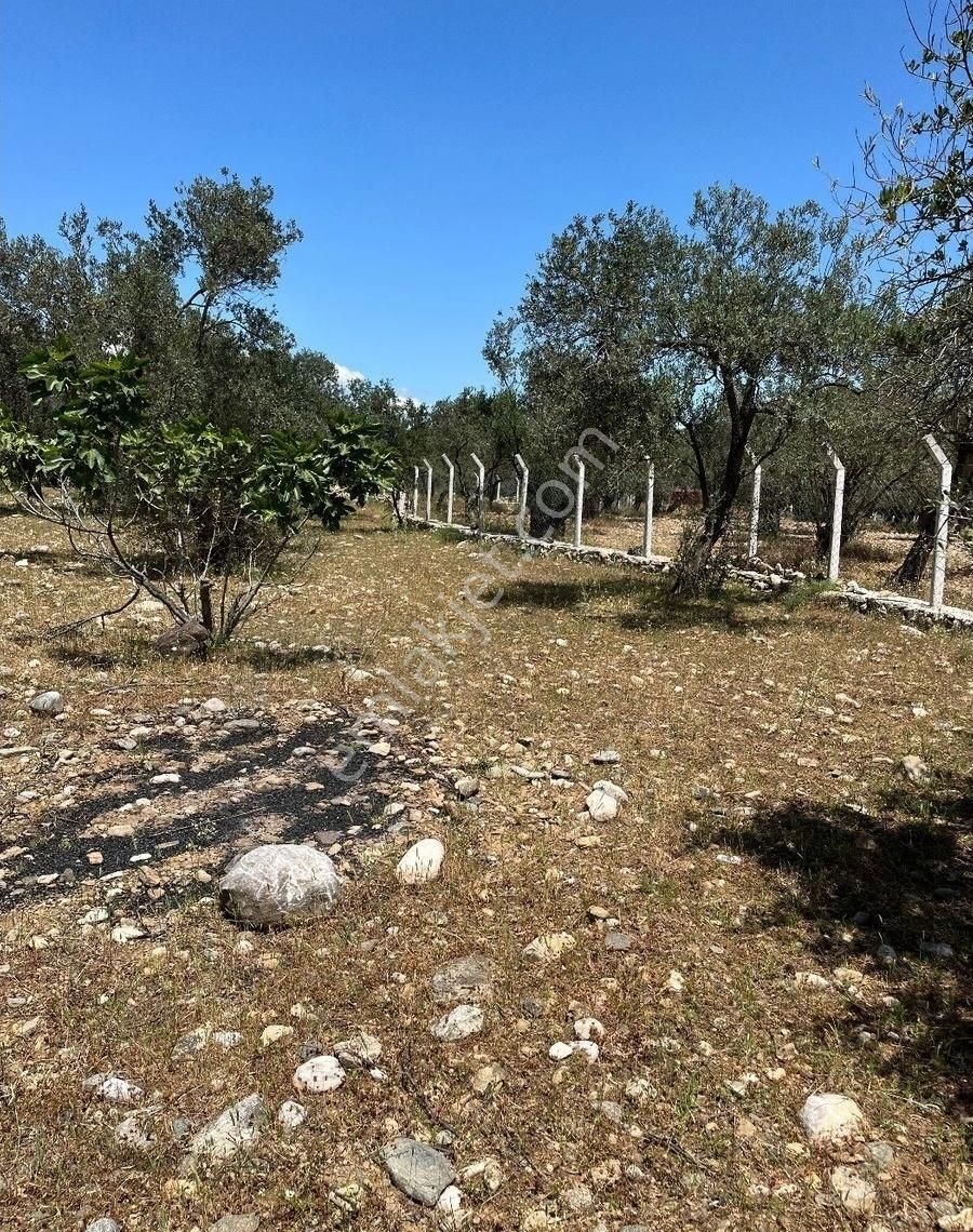 Edremit Zeytinlide İmara Yakın 50 Ağaçlı Yatırımlık 2.186 M2 Zeytinlik - Görsel 8