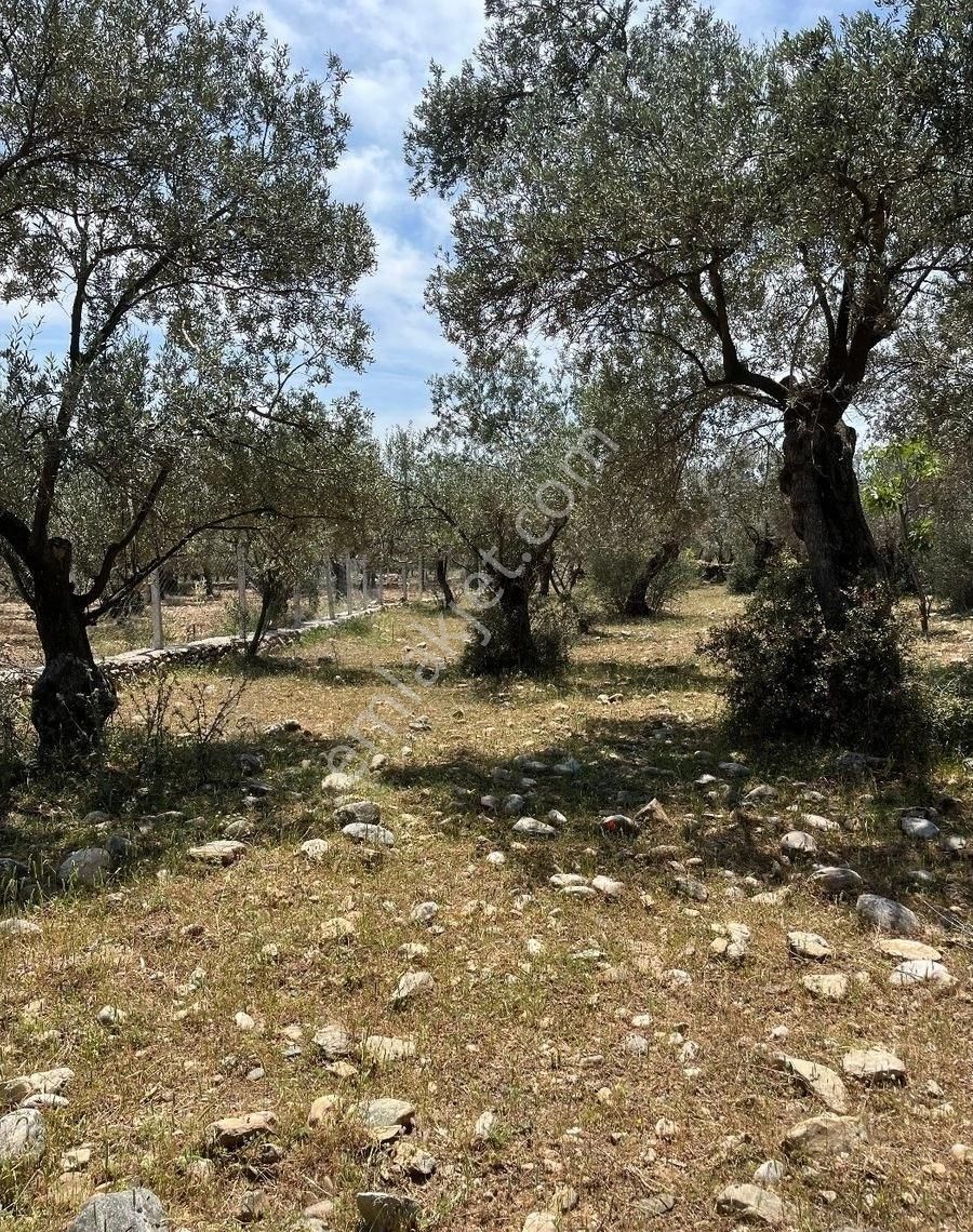 Edremit Zeytinlide İmara Yakın 50 Ağaçlı Yatırımlık 2.186 M2 Zeytinlik - Görsel 12