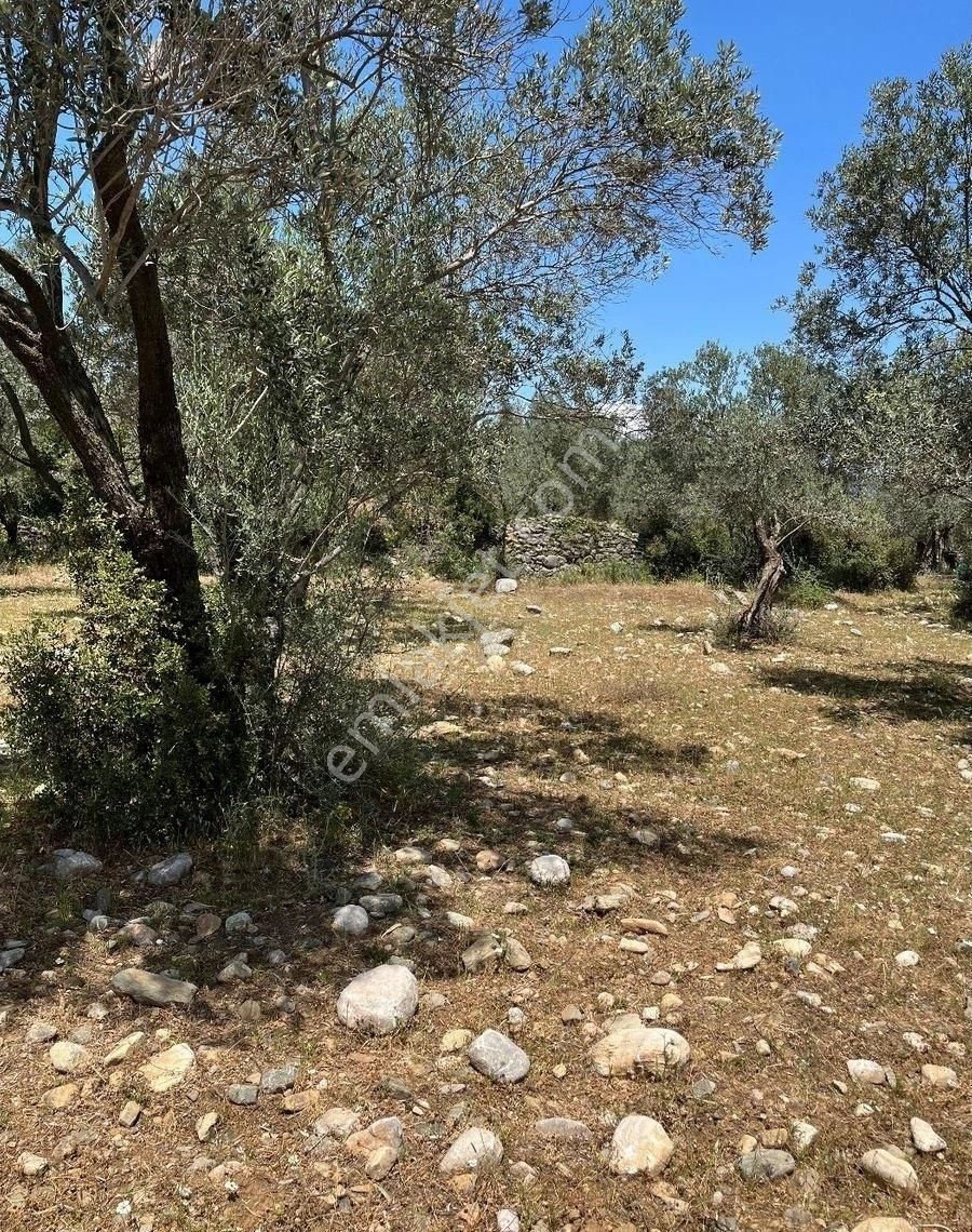 Edremit Zeytinlide İmara Yakın 50 Ağaçlı Yatırımlık 2.186 M2 Zeytinlik - Görsel 10