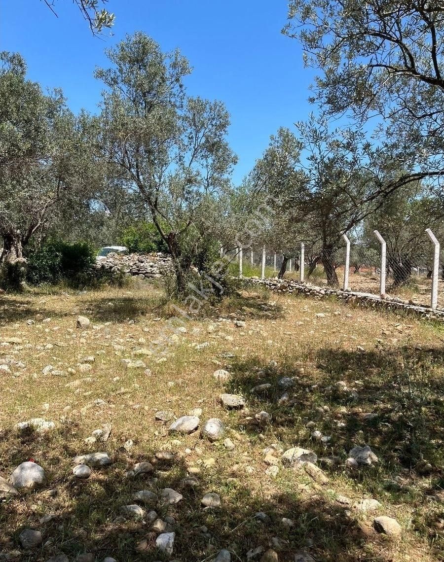 Edremit Zeytinlide İmara Yakın 50 Ağaçlı Yatırımlık 2.186 M2 Zeytinlik - Görsel 19