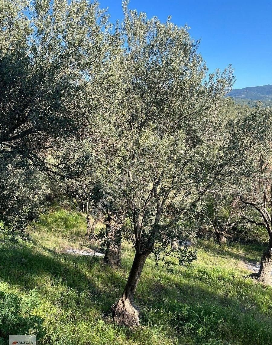 Fiyat Düştü Burhaniye Hisarda Asfalta 700 Mt. 23 İyi Ağacı Olan 1.536 M2 Zeytinlik - Görsel 14