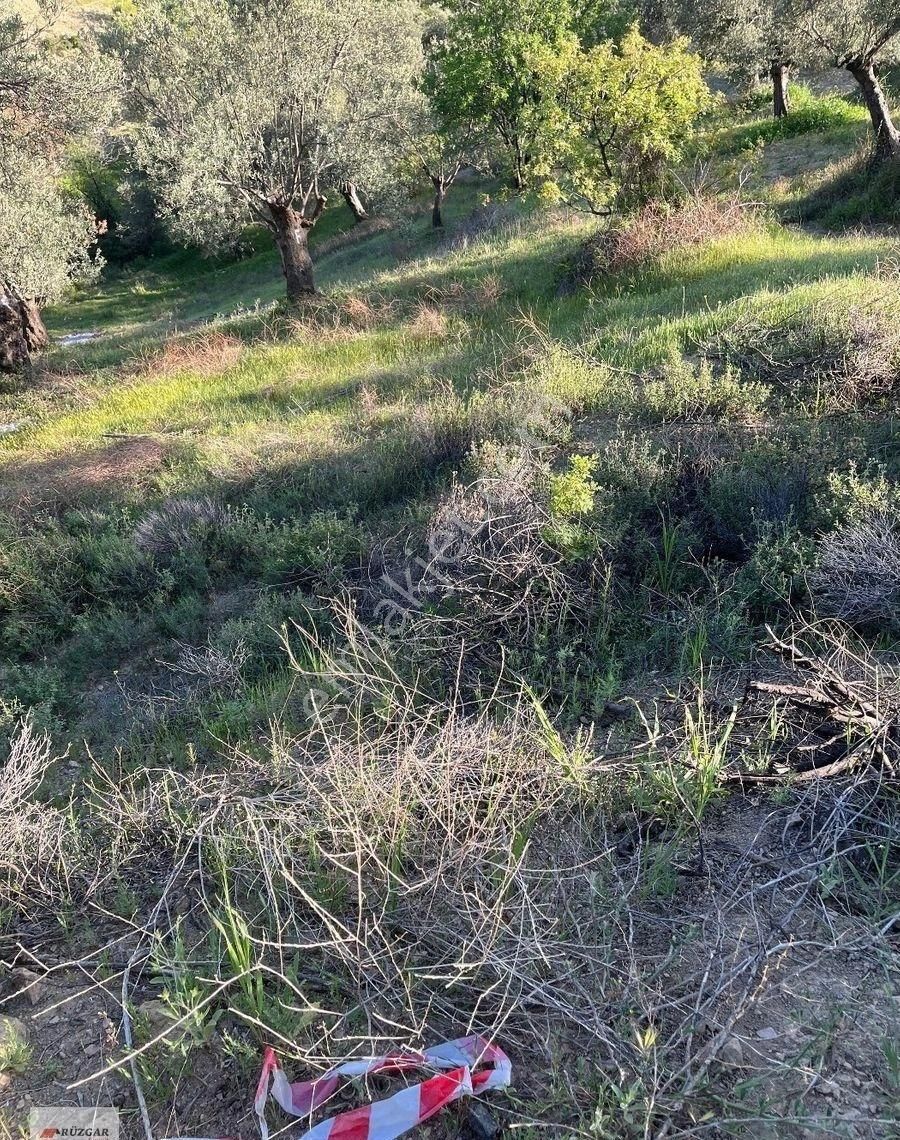 Fiyat Düştü Burhaniye Hisarda Asfalta 700 Mt. 23 İyi Ağacı Olan 1.536 M2 Zeytinlik - Görsel 2