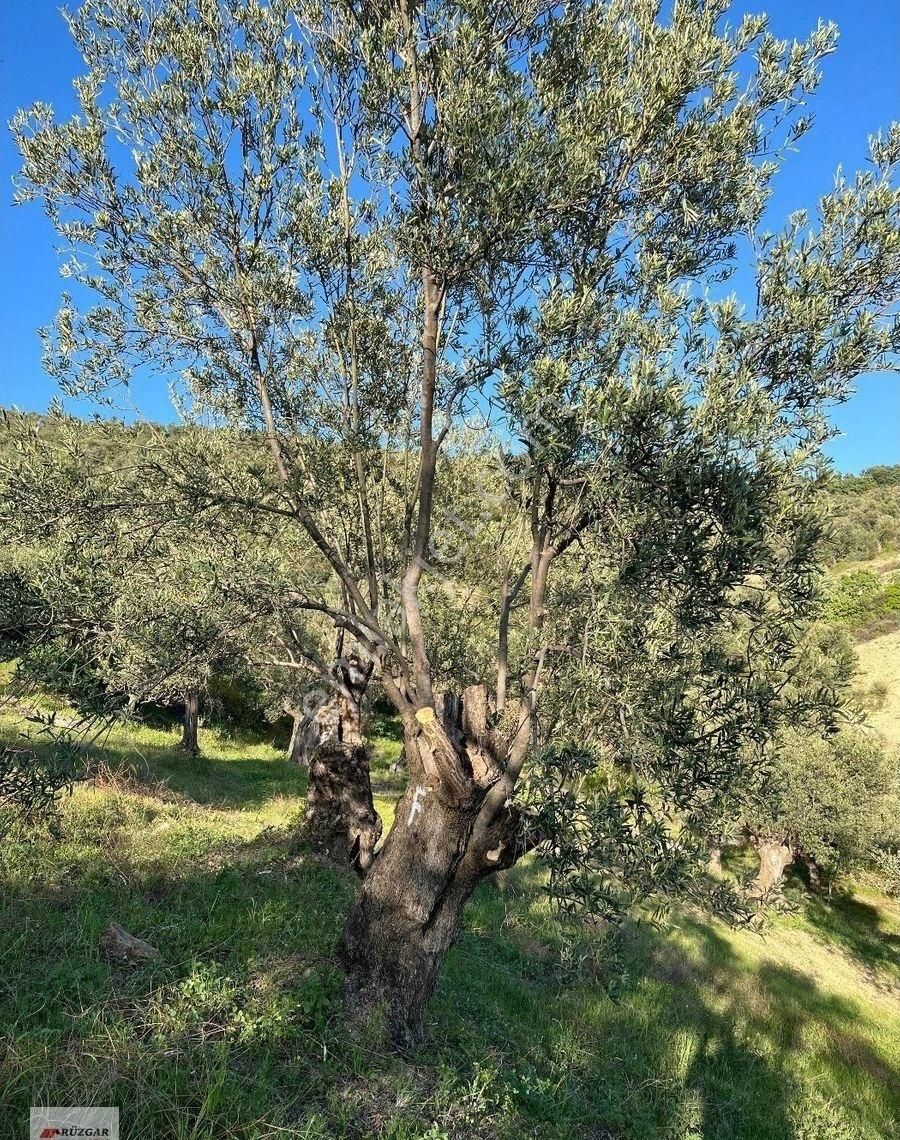 Fiyat Düştü Burhaniye Hisarda Asfalta 700 Mt. 23 İyi Ağacı Olan 1.536 M2 Zeytinlik