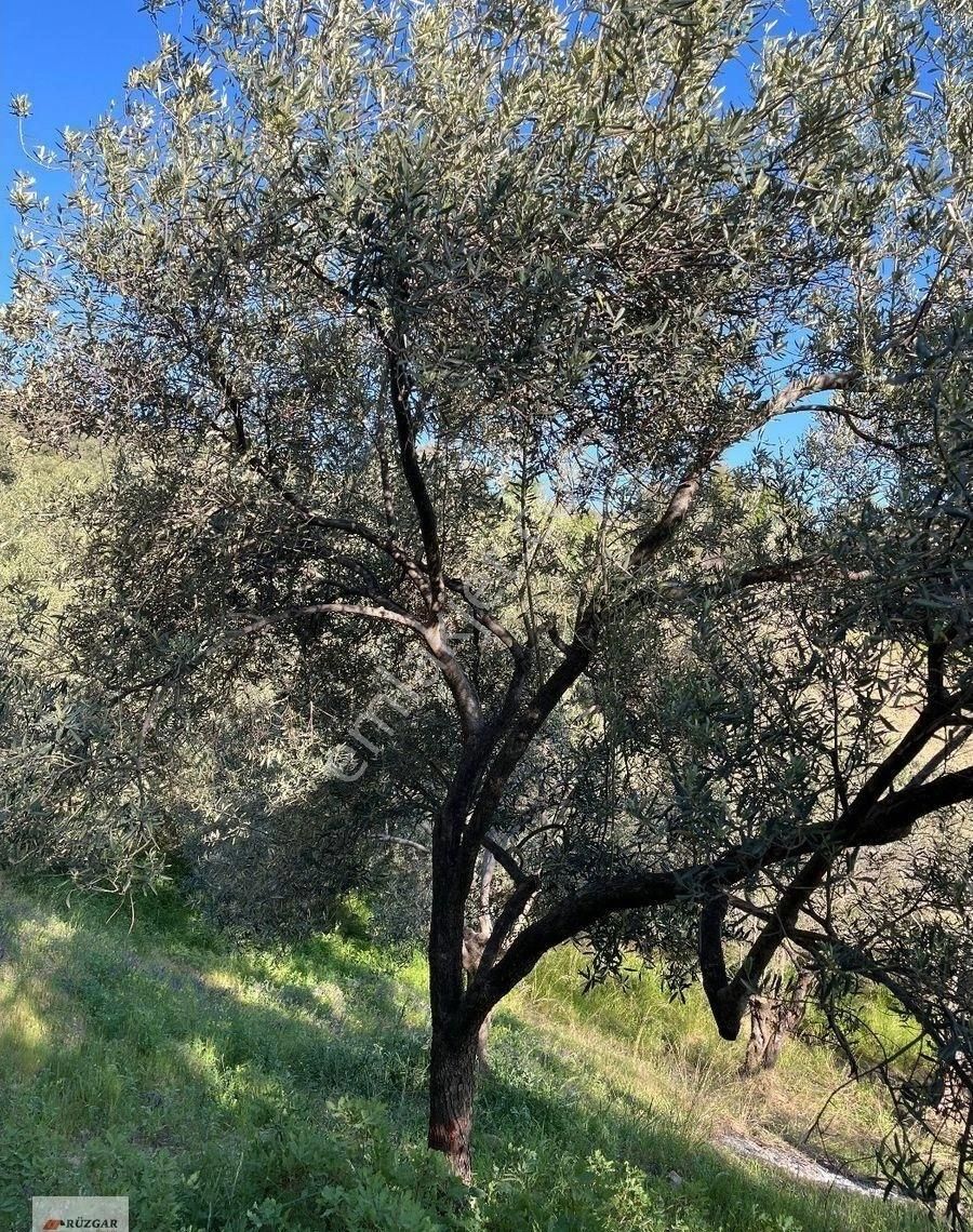 Fiyat Düştü Burhaniye Hisarda Asfalta 700 Mt. 23 İyi Ağacı Olan 1.536 M2 Zeytinlik - Görsel 18