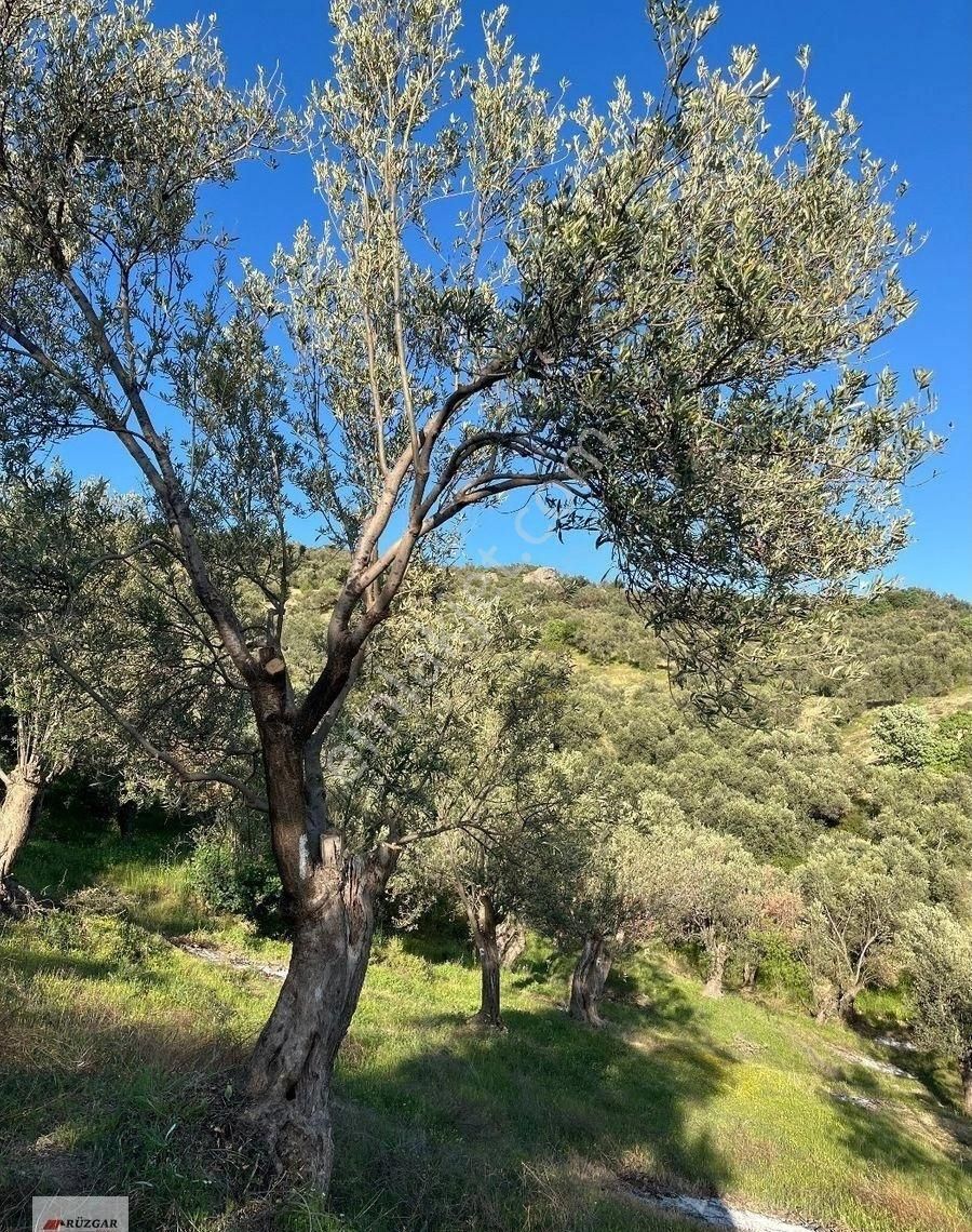 Fiyat Düştü Burhaniye Hisarda Asfalta 700 Mt. 23 İyi Ağacı Olan 1.536 M2 Zeytinlik - Görsel 11