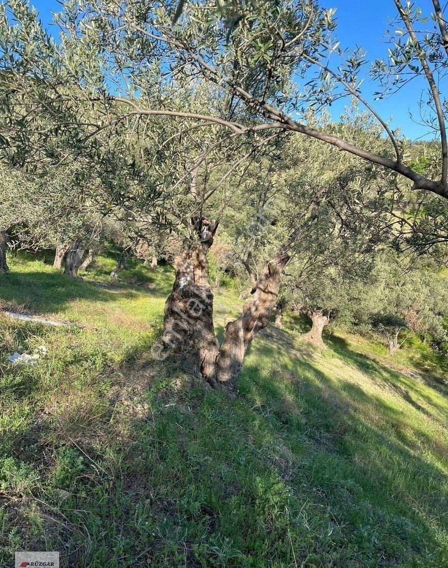 Fiyat Düştü Burhaniye Hisarda Asfalta 700 Mt. 23 İyi Ağacı Olan 1.536 M2 Zeytinlik - Görsel 5
