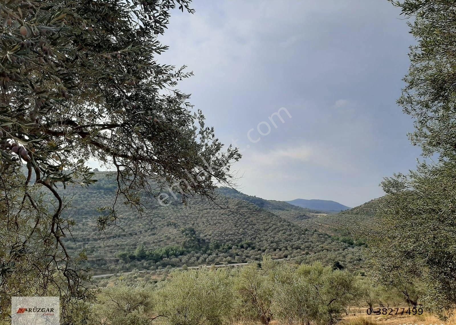 Burhaniye Hisarköyünde 6579 M2 Hesaplı Bakımlı Yatırımlık Zeytinlik - Görsel 3