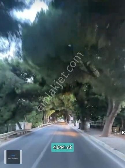 Urla İskele 4.844.m2 Ağaçlı Yolda 1/5000'likde Doğru Bir Yatırım - Görsel 2