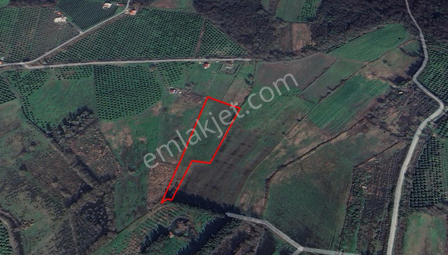 Köyceğiz Toparlar Da Dost Emlaktan 7576 M² Satılık Tarla - Görsel 6