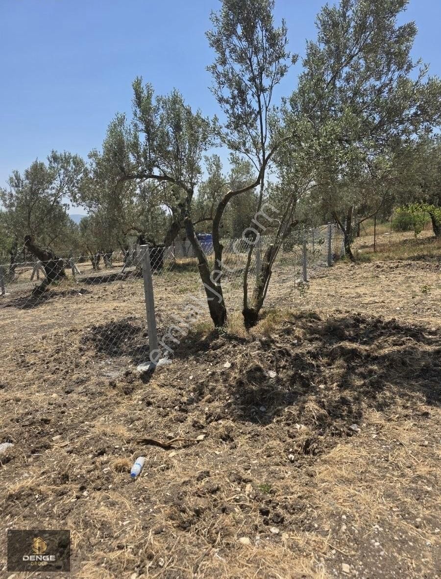 Helvacı Da 310 M2 Mükemmel Bahçe - Görsel 6