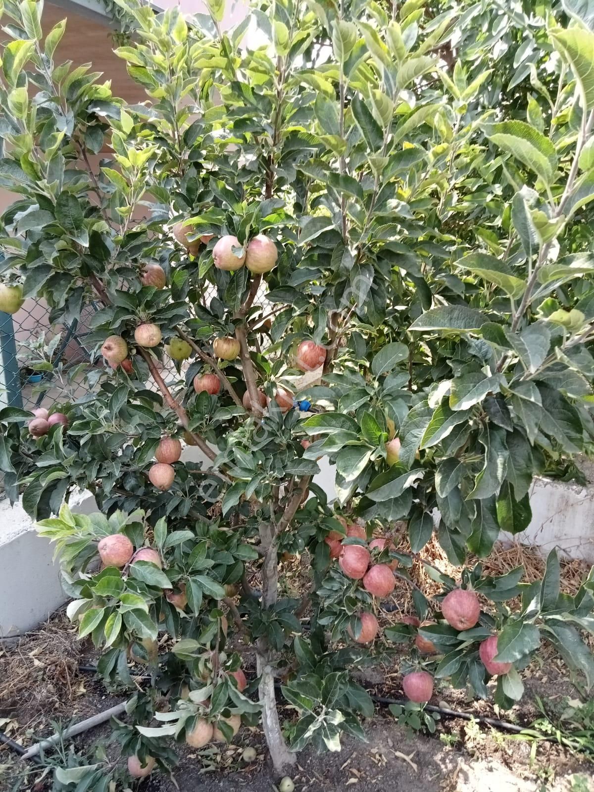 Erdemli 473 M2 İçinde Aslanlı 2 Katlı Satılık Lüks Villa - Görsel 17