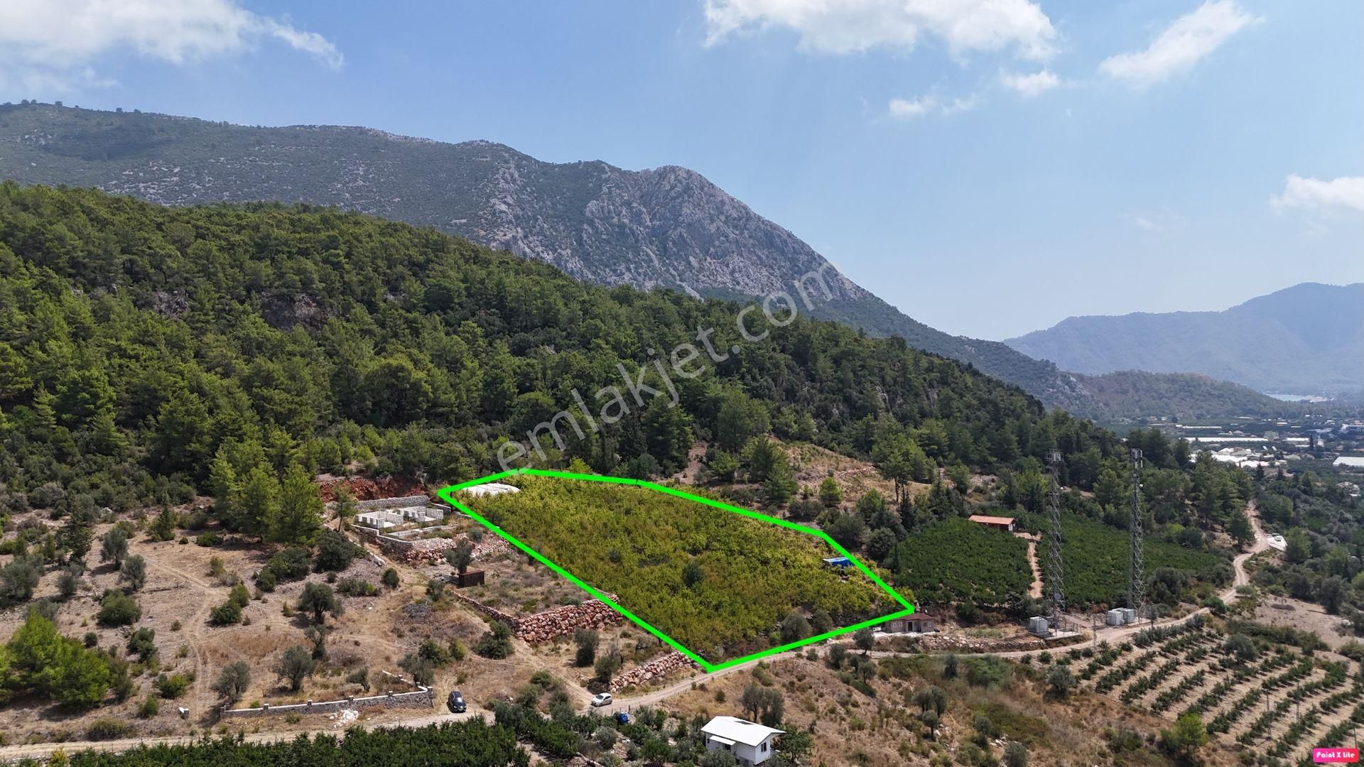 Antalya Adrasan Sahile 3,5 Km Mesafede Satılık Nar Bahçesi - Görsel 6