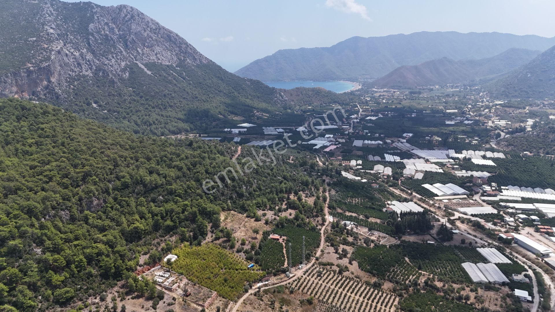 Antalya Adrasan Sahile 3,5 Km Mesafede Satılık Nar Bahçesi - Görsel 10