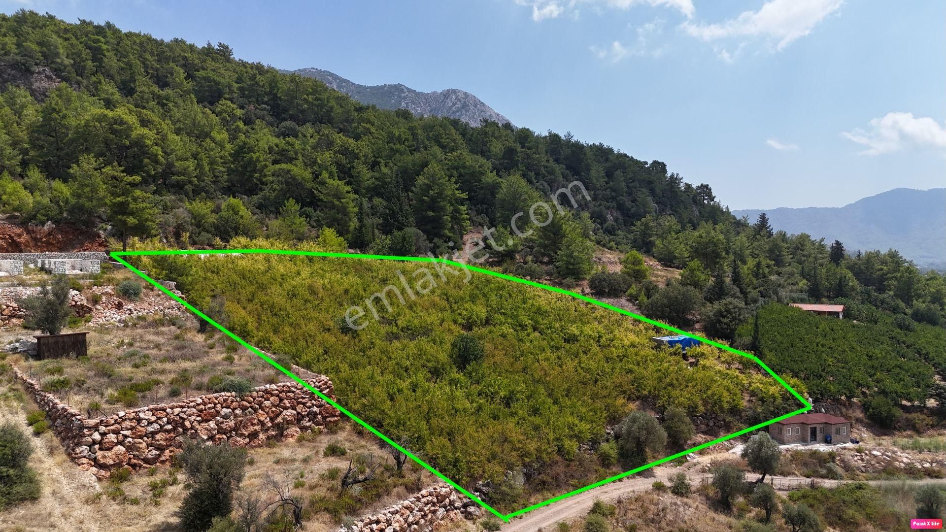 Antalya Adrasan Sahile 3,5 Km Mesafede Satılık Nar Bahçesi - Görsel 4