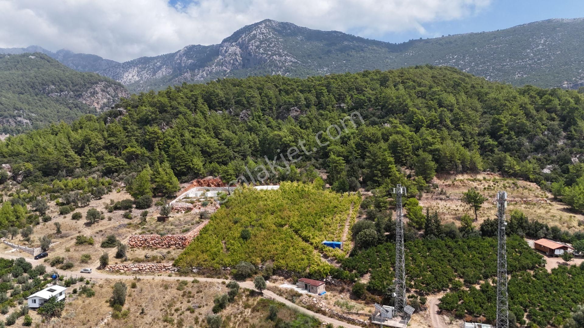 Antalya Adrasan Sahile 3,5 Km Mesafede Satılık Nar Bahçesi - Görsel 9